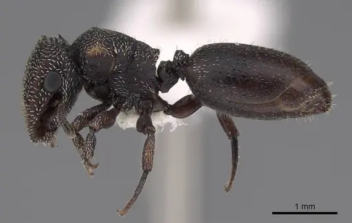 Cephalotes fiebrigi - CASENT0922538