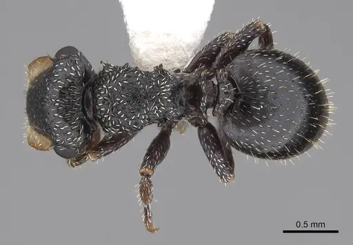 Cephalotes fiebrigi - CASENT0922539