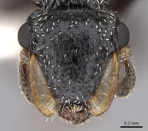 Cephalotes fiebrigi - CASENT0922539