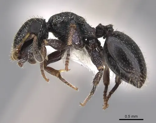 Cephalotes fiebrigi - CASENT0922539