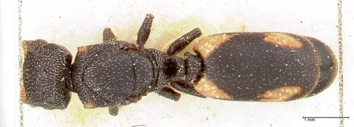 Cephalotes fiebrigi - FOCOL0666-1