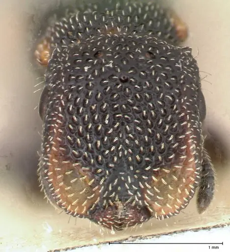 Cephalotes fiebrigi - FOCOL0666-1