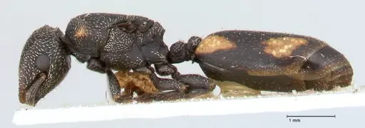 Cephalotes fiebrigi - FOCOL0666-1
