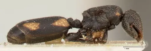 Cephalotes fiebrigi - FOCOL0666-1