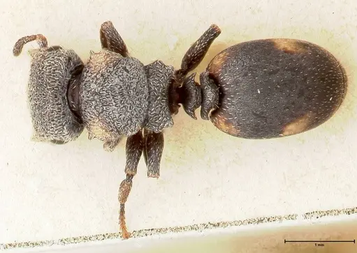 Cephalotes fiebrigi - FOCOL0666-2