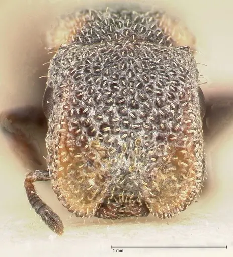 Cephalotes fiebrigi - FOCOL0666-2