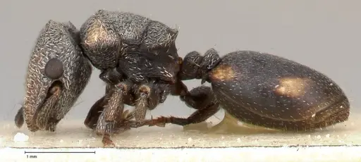 Cephalotes fiebrigi - FOCOL0666-2