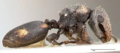 Cephalotes fiebrigi - FOCOL0666-2