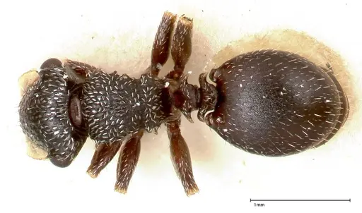 Cephalotes fiebrigi - FOCOL0666-3