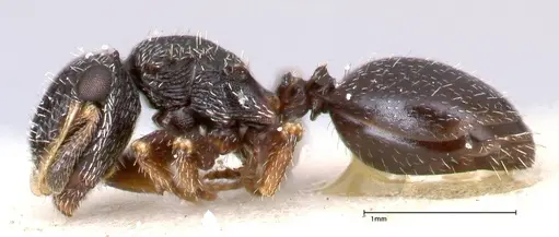 Cephalotes fiebrigi - FOCOL0666-3