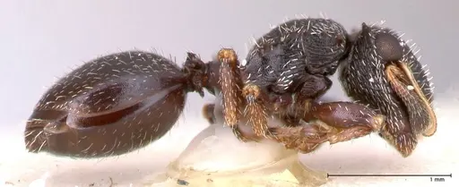 Cephalotes fiebrigi - FOCOL0666-3