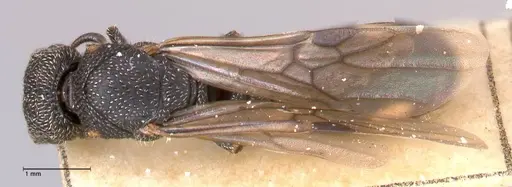 Cephalotes fiebrigi - FOCOL0666-4