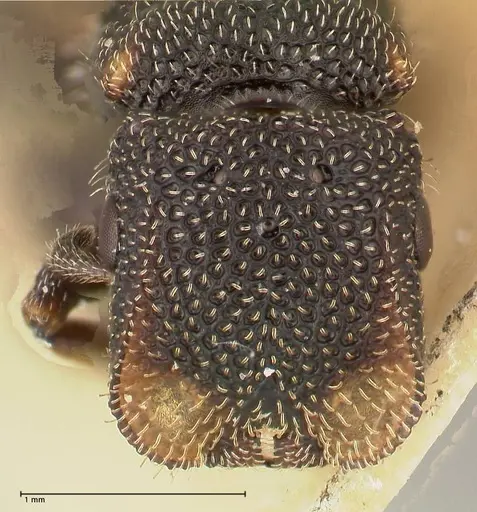 Cephalotes fiebrigi - FOCOL0666-4