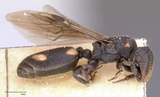 Cephalotes fiebrigi - FOCOL0666-4