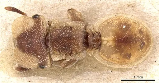 Cephalotes foliaceus specimen
