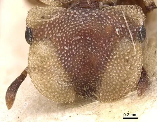 Cephalotes foliaceus specimen