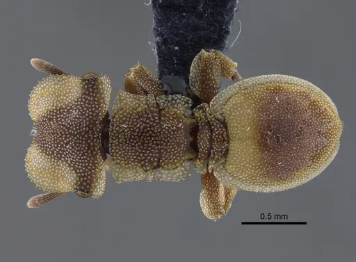 Cephalotes foliaceus - CBUMAGENT41887