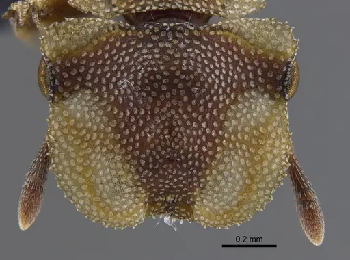 Cephalotes foliaceus - CBUMAGENT41887