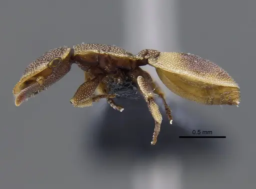 Cephalotes foliaceus - CBUMAGENT41887