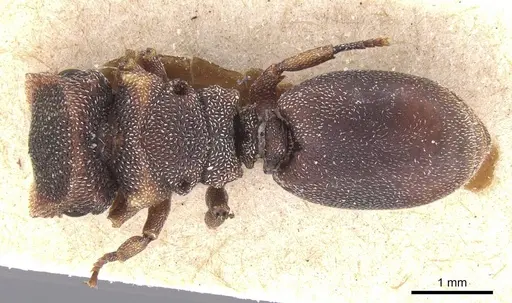 Cephalotes fossithorax specimen