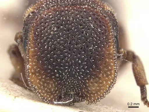 Cephalotes fossithorax specimen