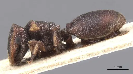 Cephalotes fossithorax specimen