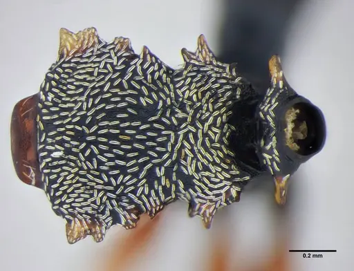 Cephalotes frigidus specimen