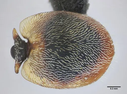 Cephalotes frigidus specimen