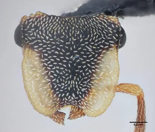 Cephalotes frigidus specimen