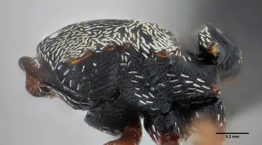 Cephalotes frigidus - UFV-LABECOL-004441