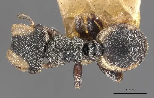 Cephalotes goeldii specimen