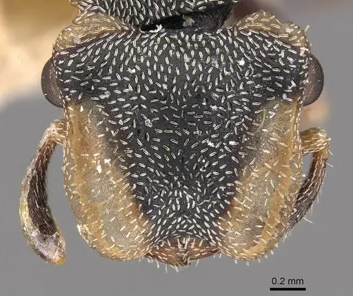 Cephalotes goeldii specimen