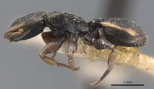 Cephalotes goeldii specimen