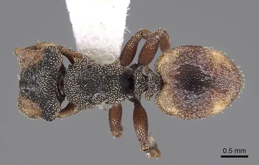 Cephalotes goeldii - CASENT0922535