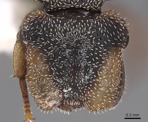 Cephalotes goeldii - CASENT0922535