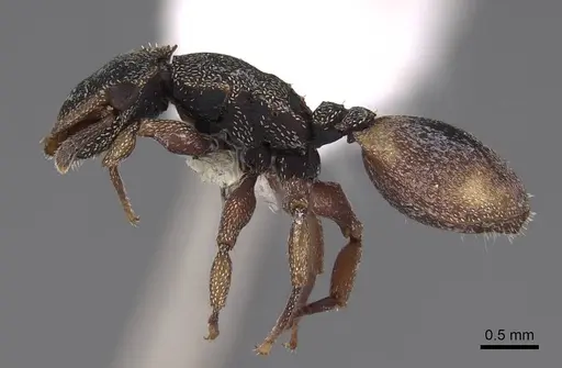 Cephalotes goeldii - CASENT0922535