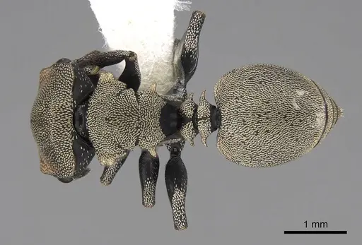 Cephalotes goniodontus specimen