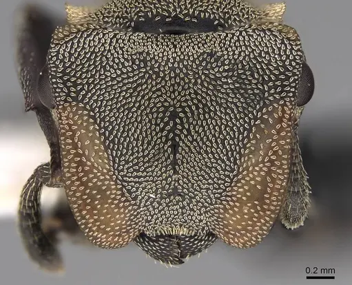 Cephalotes goniodontus specimen