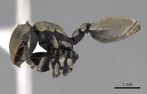 Cephalotes goniodontus specimen