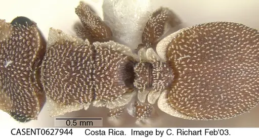 Cephalotes grandinosus - CASENT0627944