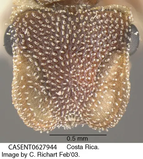 Cephalotes grandinosus - CASENT0627944