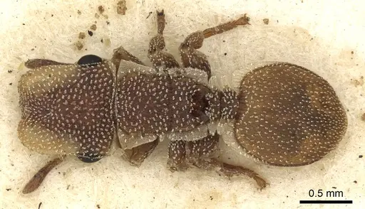 Cephalotes grandinosus - CASENT0900236
