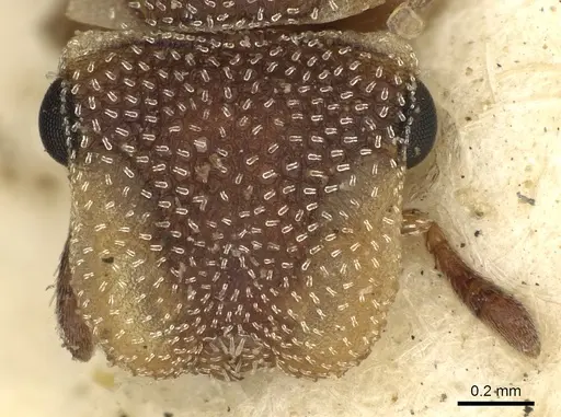 Cephalotes grandinosus - CASENT0900236