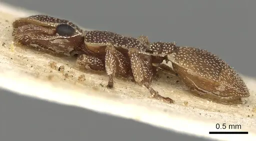 Cephalotes grandinosus - CASENT0900236