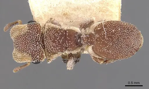 Cephalotes grandinosus - CASENT0909294