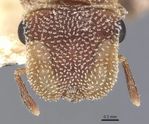 Cephalotes grandinosus - CASENT0909294