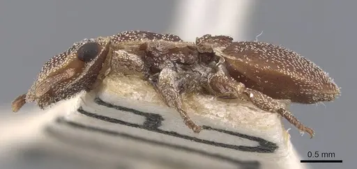 Cephalotes grandinosus - CASENT0909294