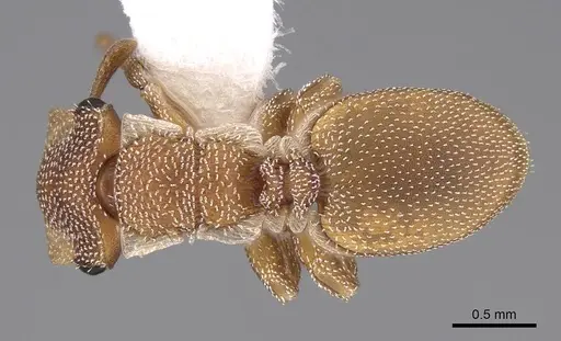 Cephalotes grandinosus - CASENT0922540