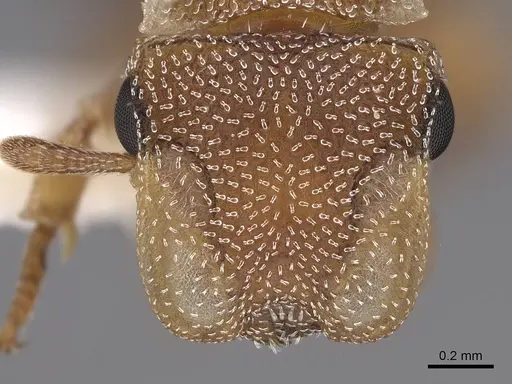 Cephalotes grandinosus - CASENT0922540