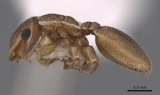 Cephalotes grandinosus - CASENT0922540